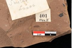 Foto (Detailansicht) von Smilax coriacea Ettingshausen (NHMW-GEO-2024-0188-0401)